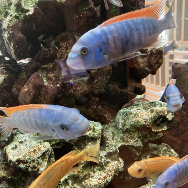 Aquarium in Hotel
