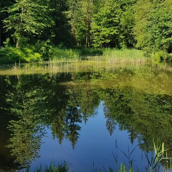 Aspisee