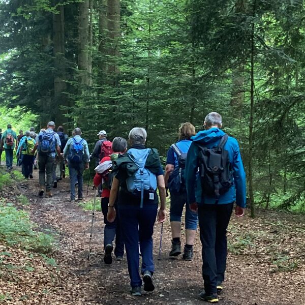 herrlicher Waldweg