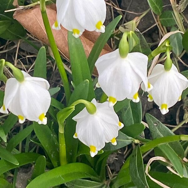"Schneeglöckchen im Februar".......