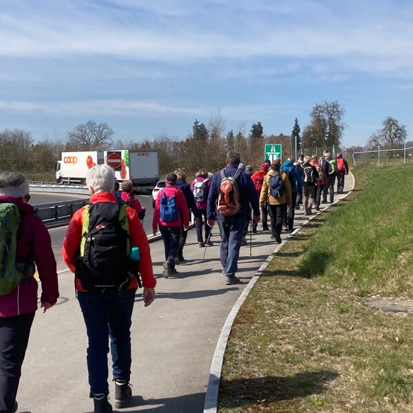grosse Schar in Richtung Sempach Stadt