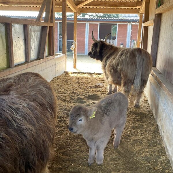 Shooting Stars aus Schottland