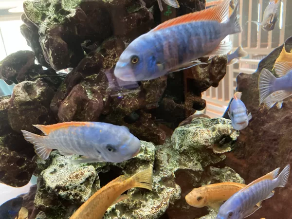 Aquarium in Hotel