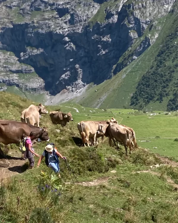 Geländegängige Kühe begrüssen uns.