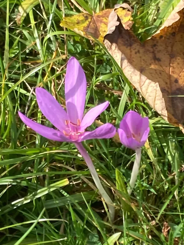 ......Herbstzeitlosen