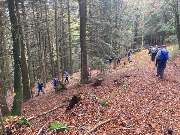 mit Laub bedeckter Waldboden, Vorsicht Wurzeln!