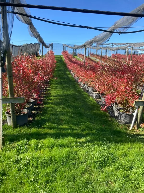 Beeren-Anbau