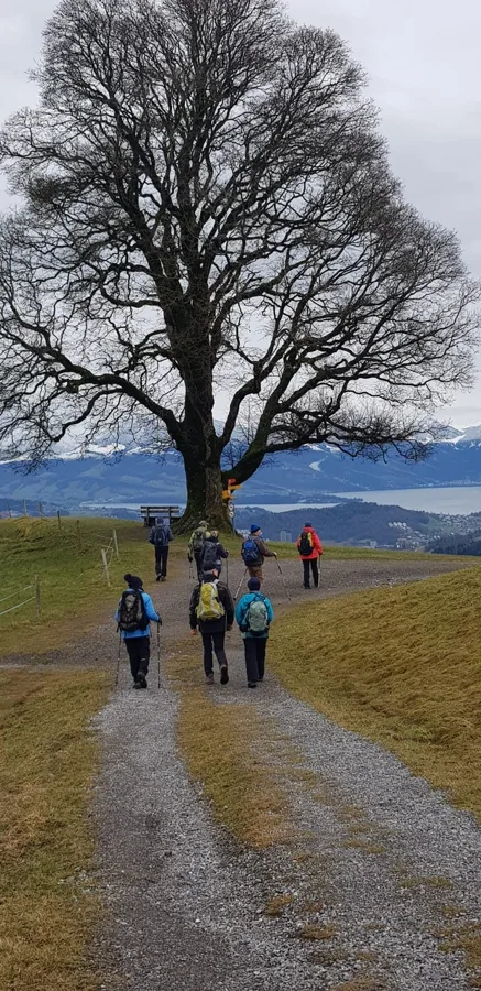 Kraftbaum