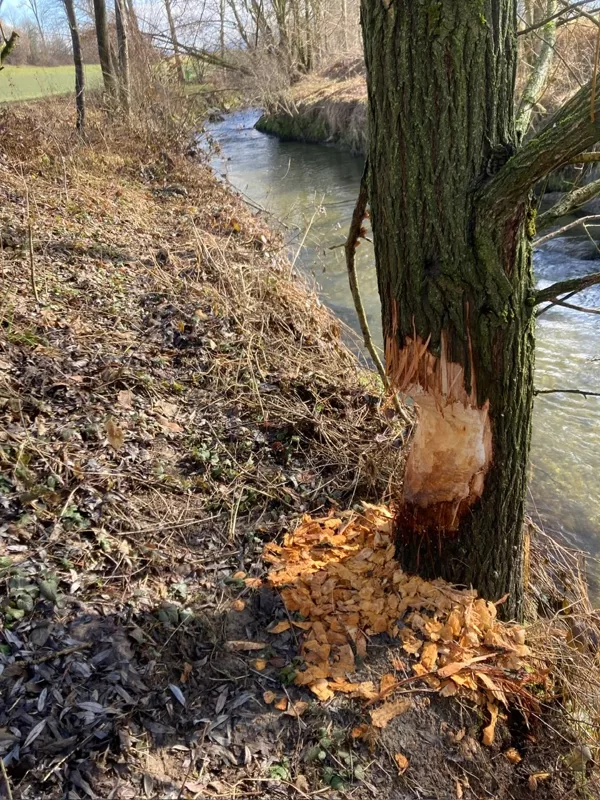Biberfrass 2 Wochen vorher