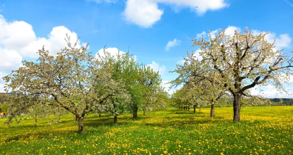 die Kraft der Natur