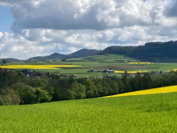 Natur - leuchtende Felder