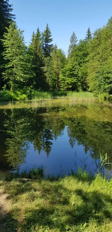 Aspisee
