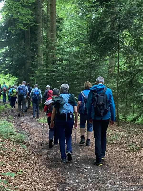 herrlicher Waldweg