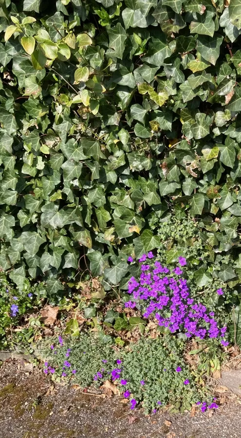 Frühlingsboten