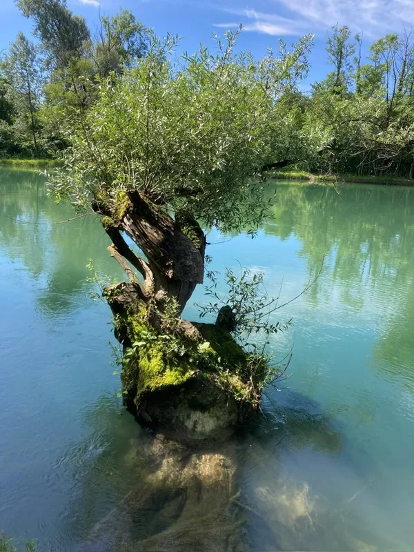 Natur pur