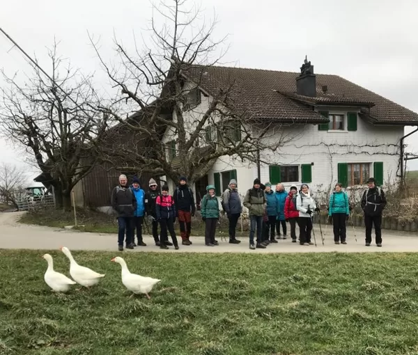aufgeregte Gänse....