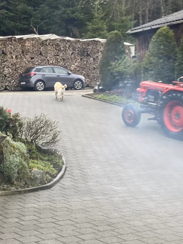 Der Hund zeigt den weg!