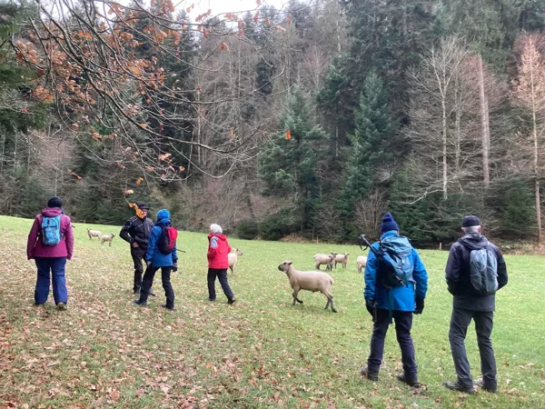 Begrüssung der Schafe